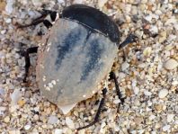 Käfer, Coleoptera