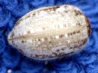 Käfer, Coleoptera