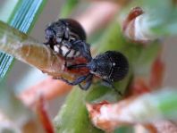 Käfer, Coleoptera