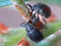 Käfer, Coleoptera