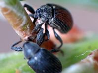 Käfer, Coleoptera