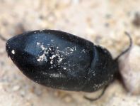 Käfer, Coleoptera