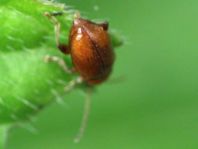 Käfer, Coleoptera