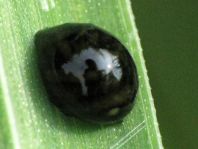 Käfer, Coleoptera