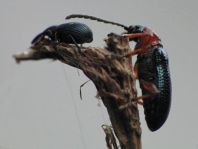 Käfer, Coleoptera