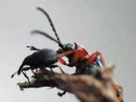 Käfer, Coleoptera