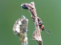 Käfer, Coleoptera