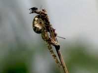 Käfer, Coleoptera