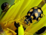 Käfer, Coleoptera