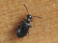 Anidorus nigrinus