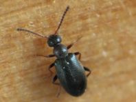 Anidorus nigrinus
