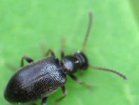 Anidorus nigrinus