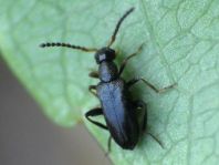 Anidorus nigrinus
