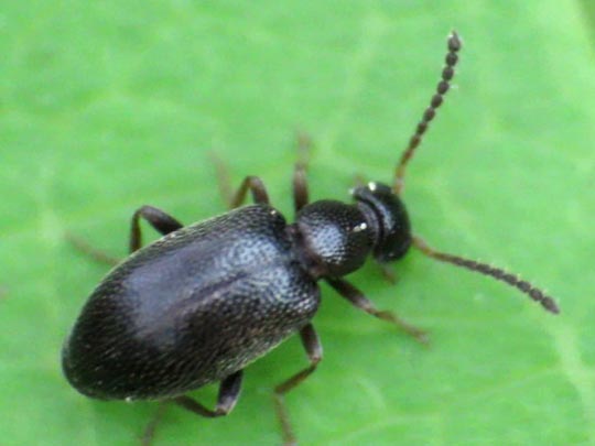Anidorus nigrinus