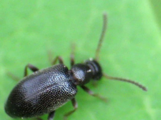 Anidorus nigrinus