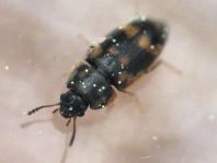 Litargus connexus