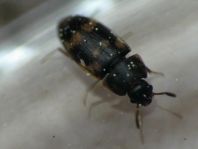 Litargus connexus