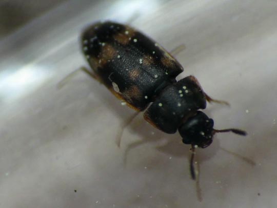 Litargus connexus