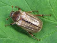 Amphimallon solstitiale