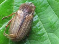 Amphimallon solstitiale.