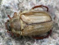 Amphimallon solstitiale