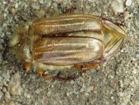 Amphimallon solstitiale.