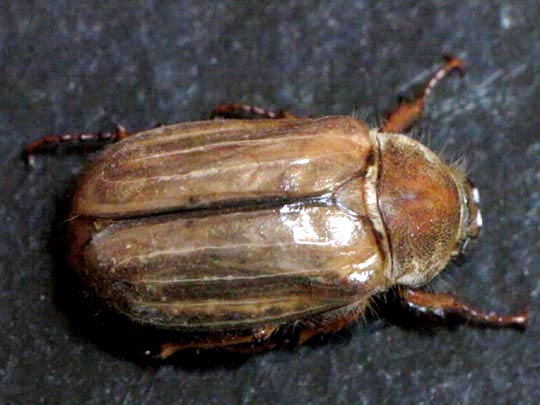 Amphimallon solstitiale