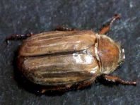 Amphimallon solstitiale