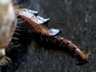 Amphimallon solstitiale.