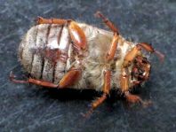Amphimallon solstitiale