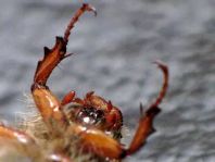 Amphimallon solstitiale.
