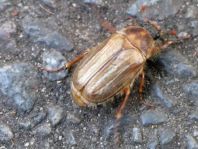Amphimallon solstitiale