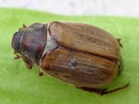Amphimallon solstitiale.