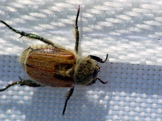 Getreidelaubkäfer, Anisoplia segetum