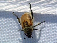 Getreidelaubkäfer, Chaetopteroplia segetum