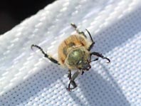 Getreidelaubkäfer, Chaetopteroplia segetum