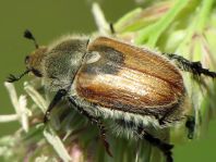 Getreidelaubkäfer, Chaetopteroplia segetum