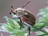 Getreidelaubkäfer, Chaetopteroplia segetum