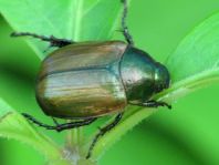 Anomala dubia, Kleiner Julikäfer
