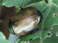Anomala dubia, Kleiner Julikäfer