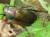 Anomala dubia, Kleiner Julikäfer