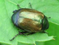 Anomala dubia, Kleiner Julikäfer