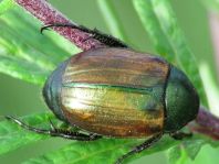 Anomala dubia, Kleiner Julikäfer
