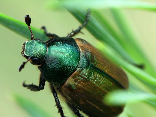 Anomala dubia, Kleiner Julikäfer