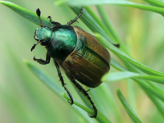 Anomala dubia, Kleiner Julikäfer