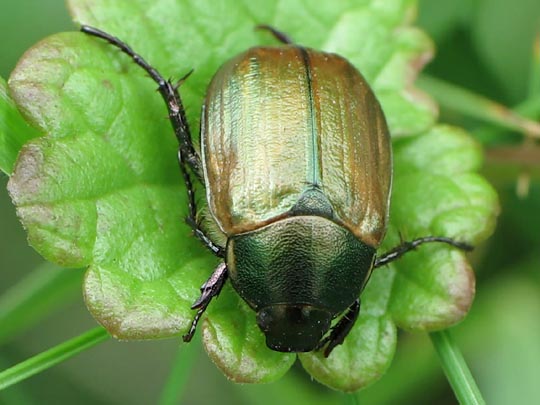 Anomala dubia, Kleiner Julikäfer