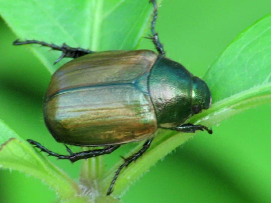 Anomala dubia, Kleiner Julikäfer
