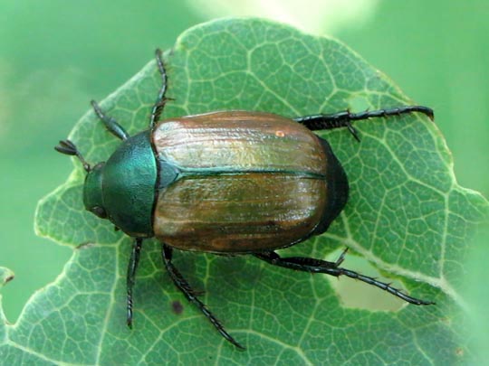 Anomala dubia, Kleiner Julikäfer
