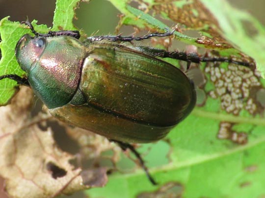Anomala dubia, Kleiner Julikäfer
