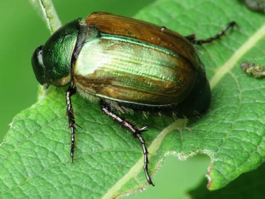 Anomala dubia, Kleiner Julikäfer